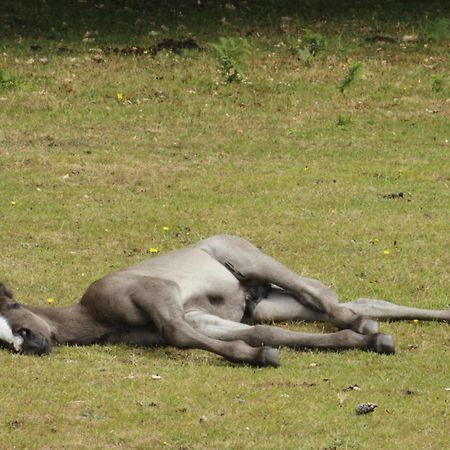 Avondale New Forest Godshill  المظهر الخارجي الصورة