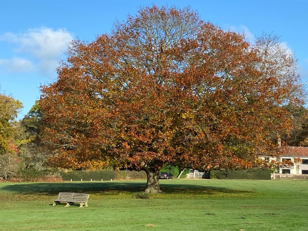 Avondale New Forest Godshill  المظهر الخارجي الصورة