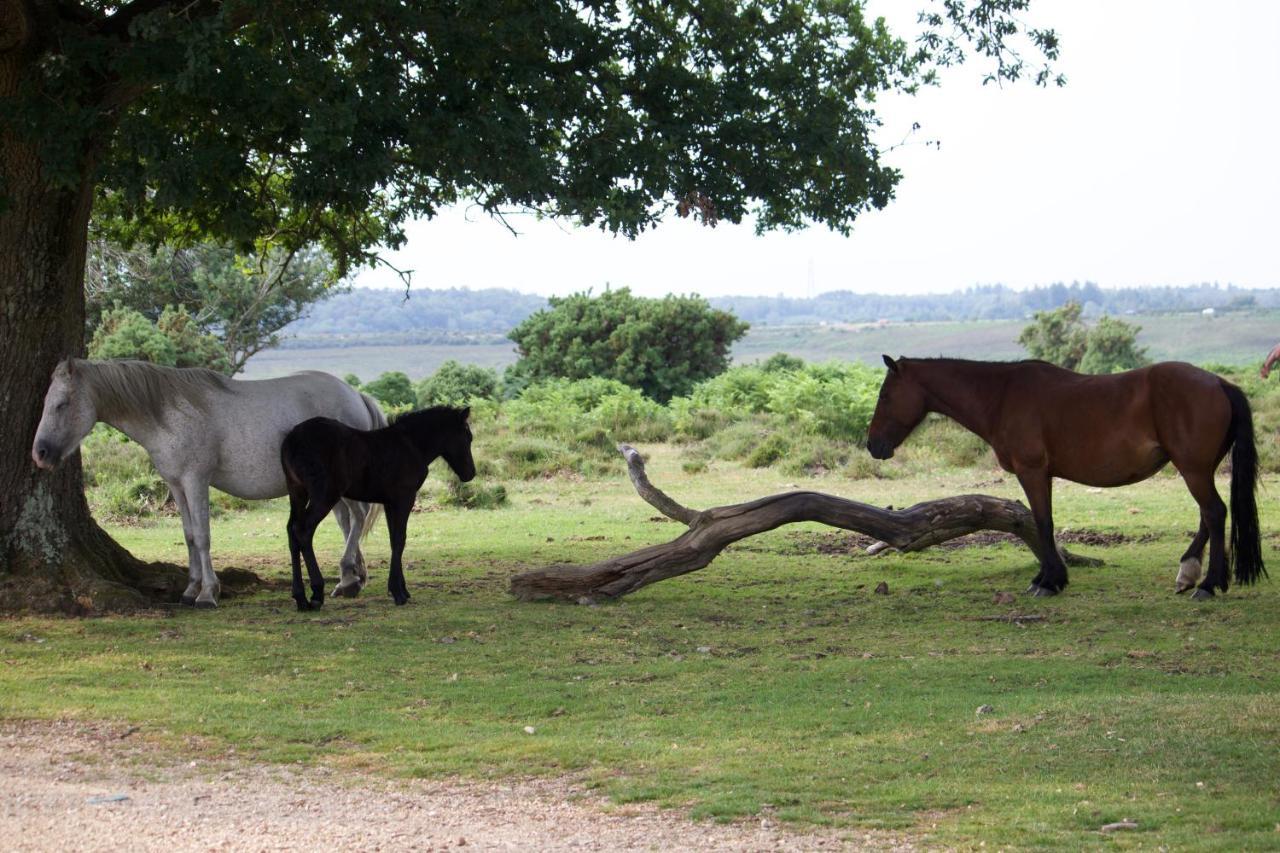 Avondale New Forest Godshill  المظهر الخارجي الصورة
