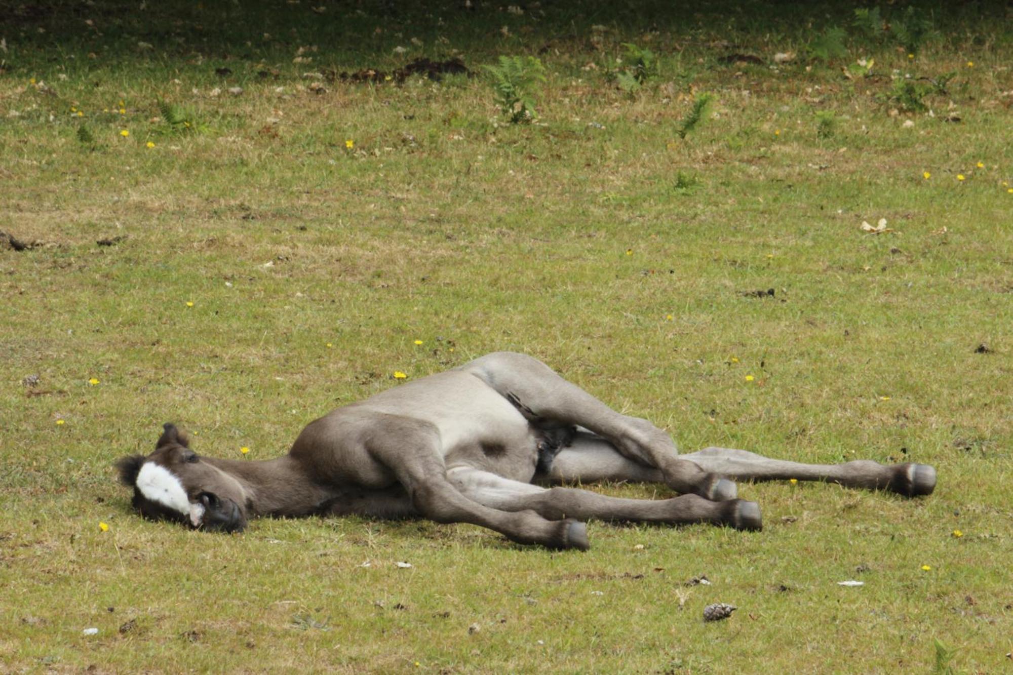 Avondale New Forest Godshill  المظهر الخارجي الصورة